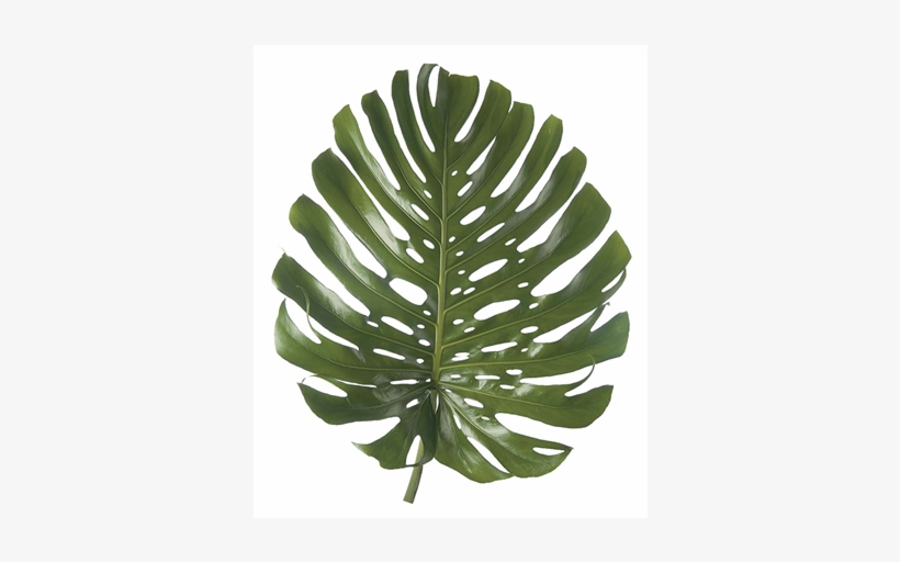 Monstera - Monstera Deliciosa Liebm Png, transparent png #4105827