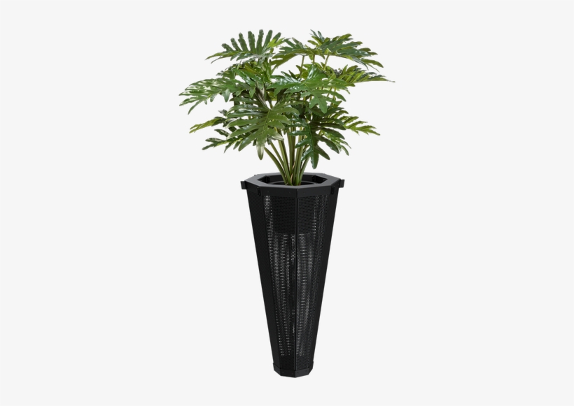 Philodendron, transparent png #4105875