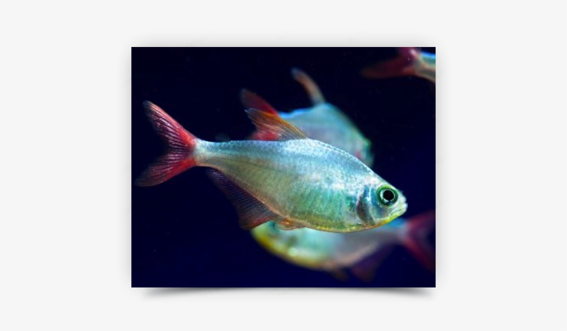 Peces En Colombia, transparent png #4106014