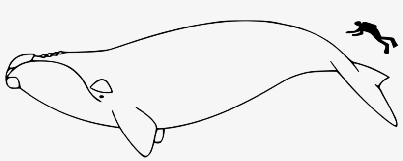 North Atlantic Right Whale Outline, transparent png #4106039