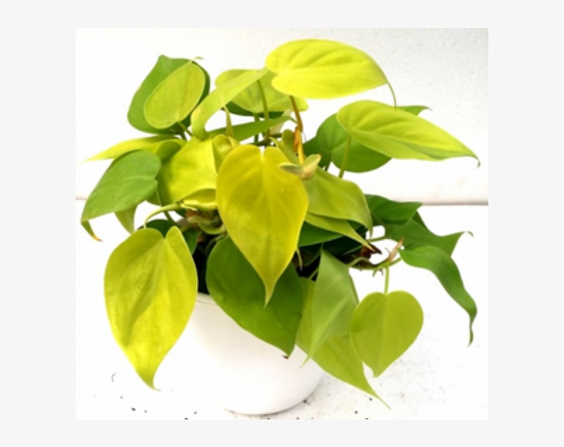 Philodendron Scanden Golden Pride Green Yellow Color - Golden Pride, transparent png #4106057