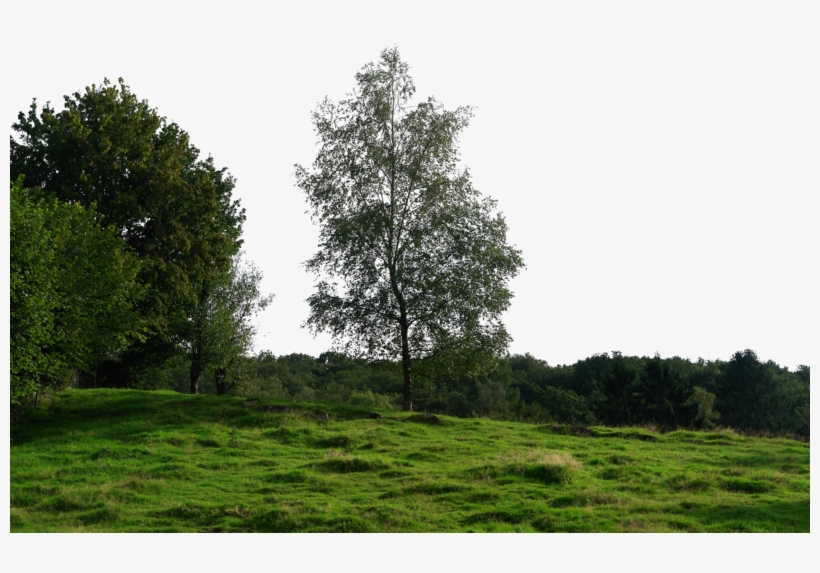 Trees Background Png - Free Transparent PNG Download - PNGkey