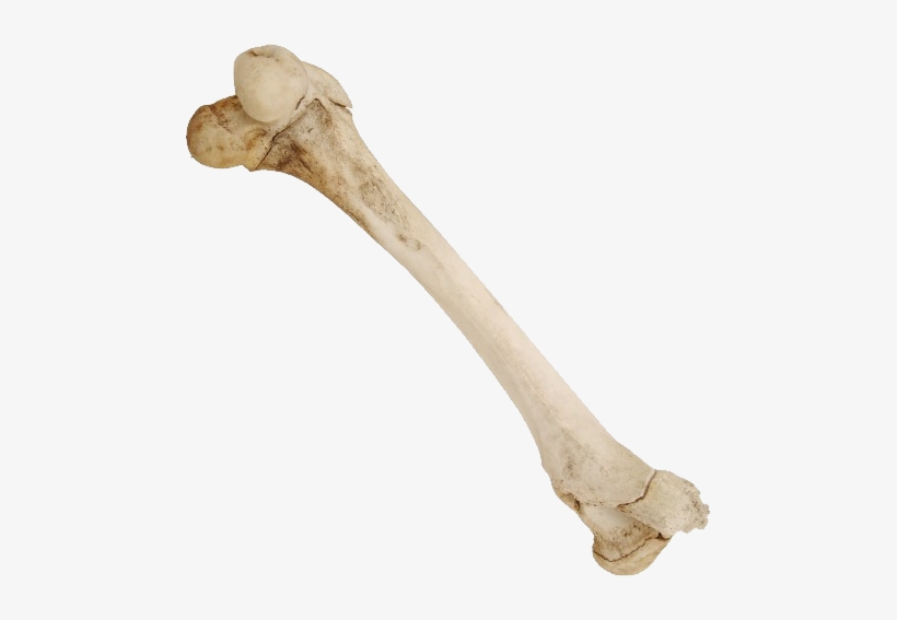 Bone Png - Real Bone Png, transparent png #4106093