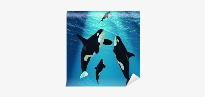 Paintings Of Killer Whales, transparent png #4106208