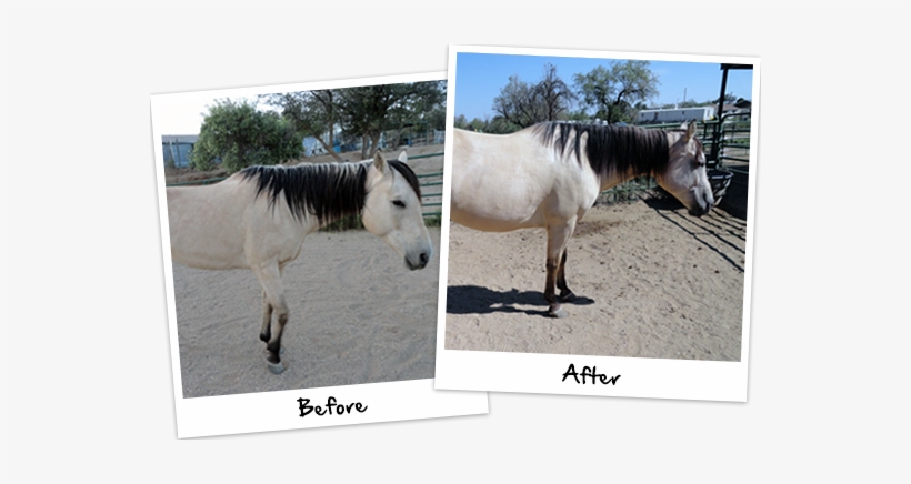 Platinum Performance® Equine & Platinum Hoof Support - Mane, transparent png #4106312
