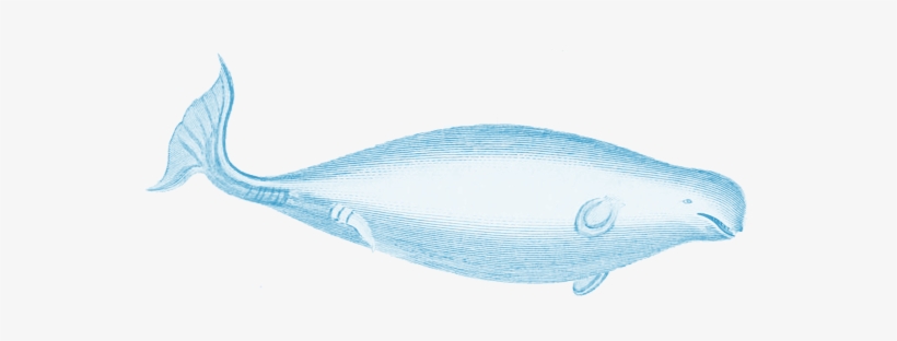 Marine Biology, transparent png #4106373