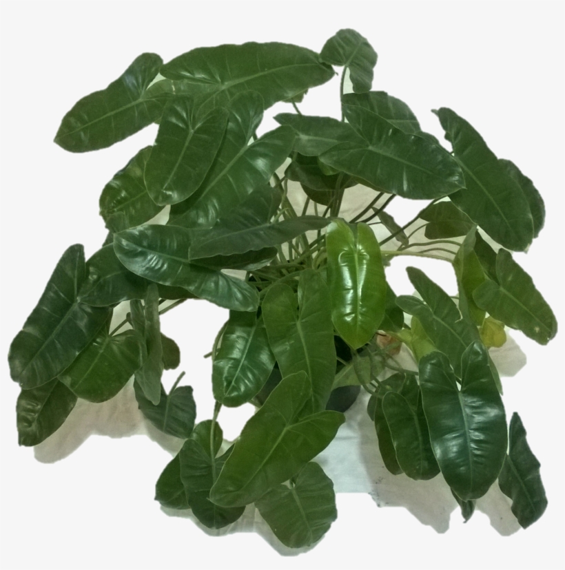 Philodendron - Houseplant, transparent png #4106554