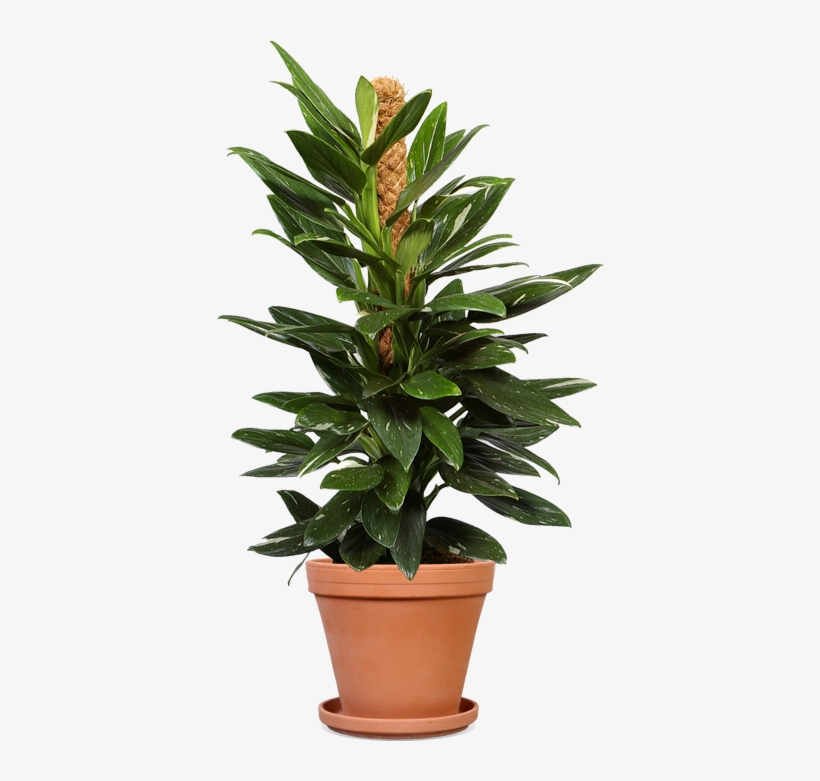 Philodendron Cobra 19 Terracotta - Philodendron Cobra Care, transparent png #4106597