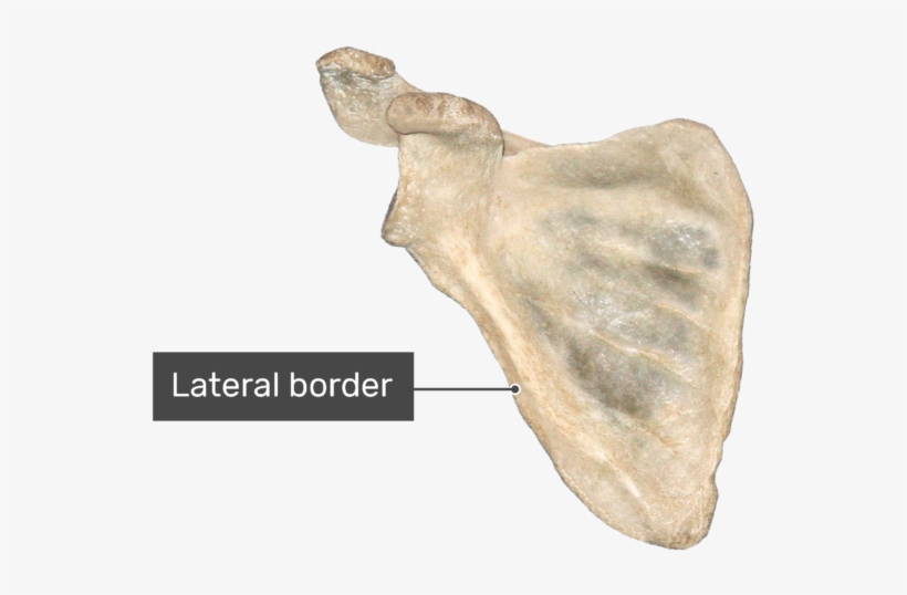 Anterior Scapula Bone With Labeled Lateral Border - Scapula Anterior View Labeling, transparent png #4106853