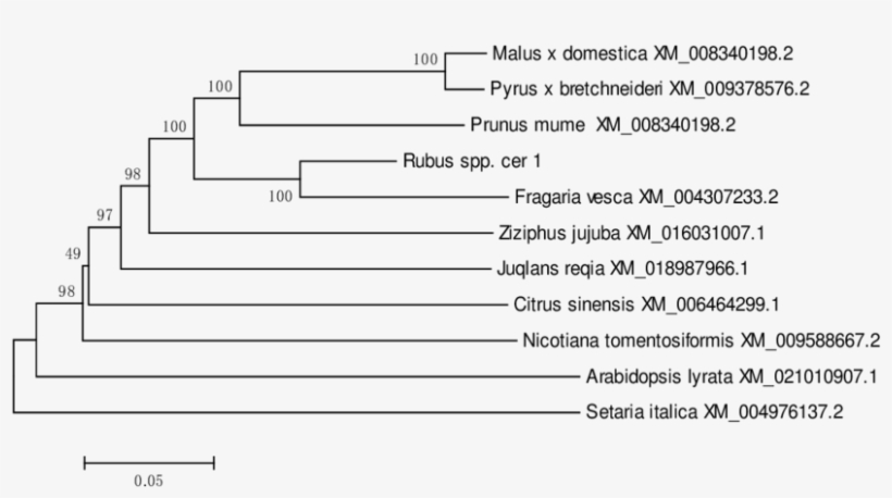 Ml Tree Of Cer1 Of Blackberry And Other Plants - Document, transparent png #4107038