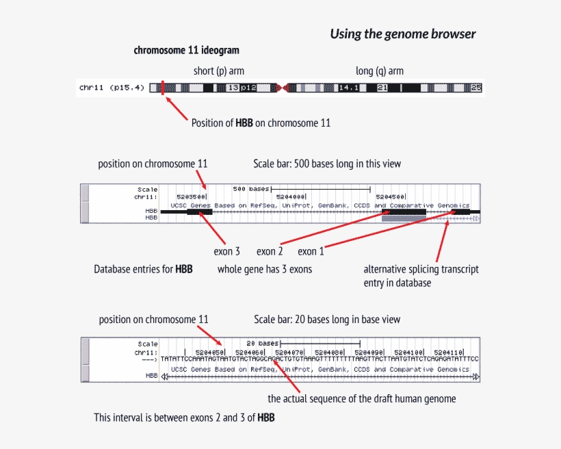 Guide To Using The Genome Browser - Hbb Gene Structure, transparent png #4107741
