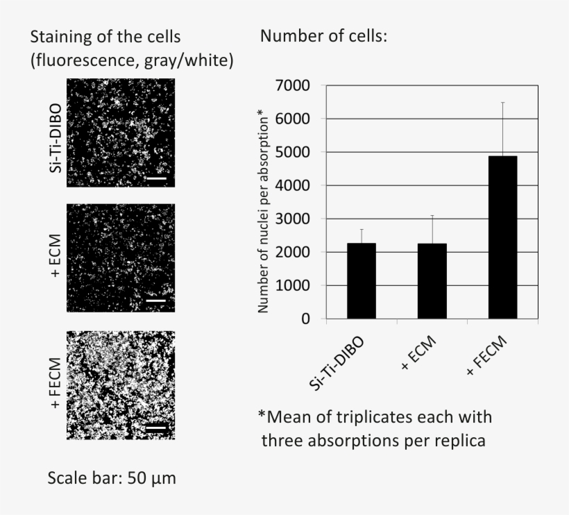 Cell Adhesion Of Primary Human Keratinocytes On Coated - Cell Adhesion, transparent png #4108092