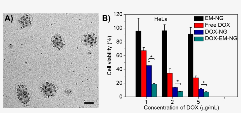 (b) In Vitro Cytotoxicity Of Em Ng, Free Dox, Dox Ng - Diagram, transparent png #4108176