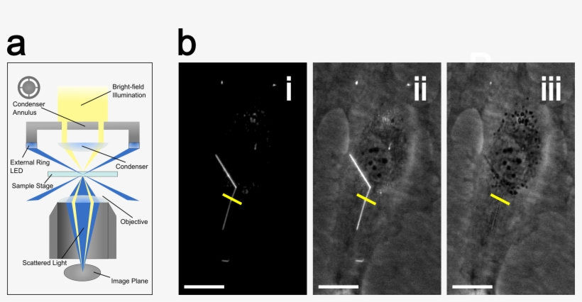 Lab Life - - Phase Contrast Microscopy, transparent png #4108435