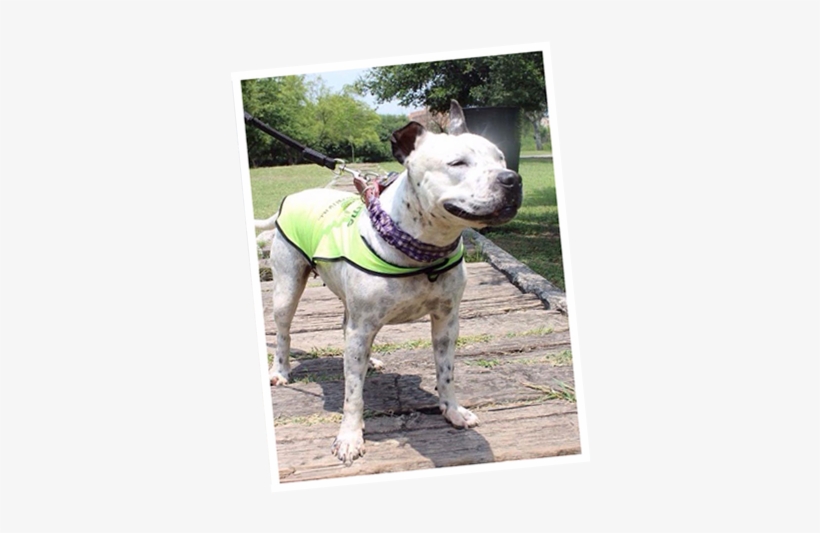 Adopta Un Perro Nuevo León Asociación Para Adopciones - Dog, transparent png #4110394