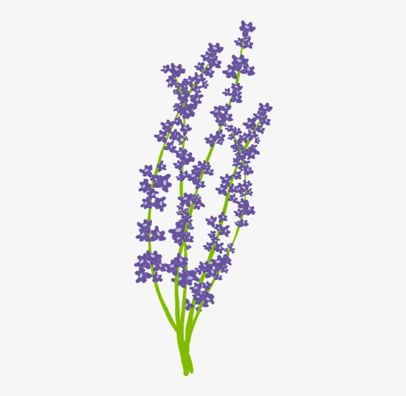 Lavender Png, transparent png #4111821