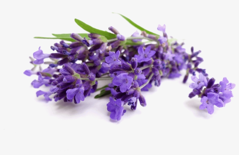 81, Lavender, Png V - Lavender Essential Oil 1/2 Oz (15 Ml) 100% Therapeutic, transparent png #4111896