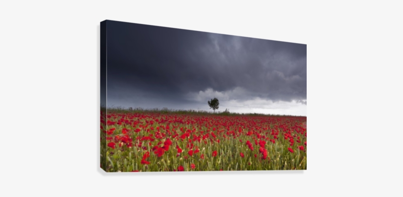 A Field Of Red Poppies Under A Stormy Sky - Supplier Generic A Field Of Red Poppies Under A Stormy, transparent png #4112038