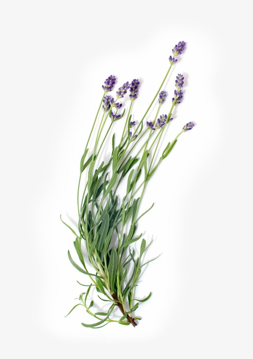 Grass, transparent png #4112060
