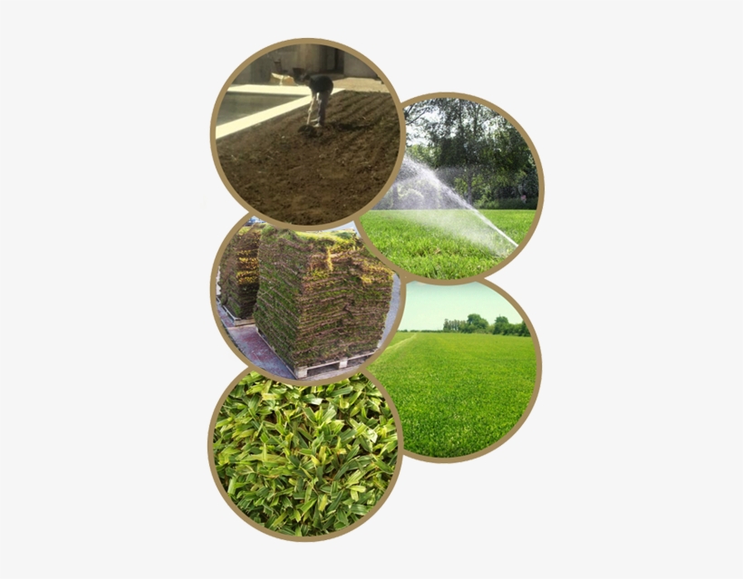 Imágenes De Cesped - Seed, transparent png #4112278
