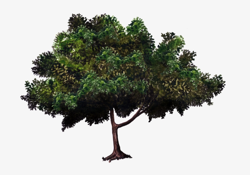 Vecinos Verdes - Arboles De Mangos En Png, transparent png #4112584