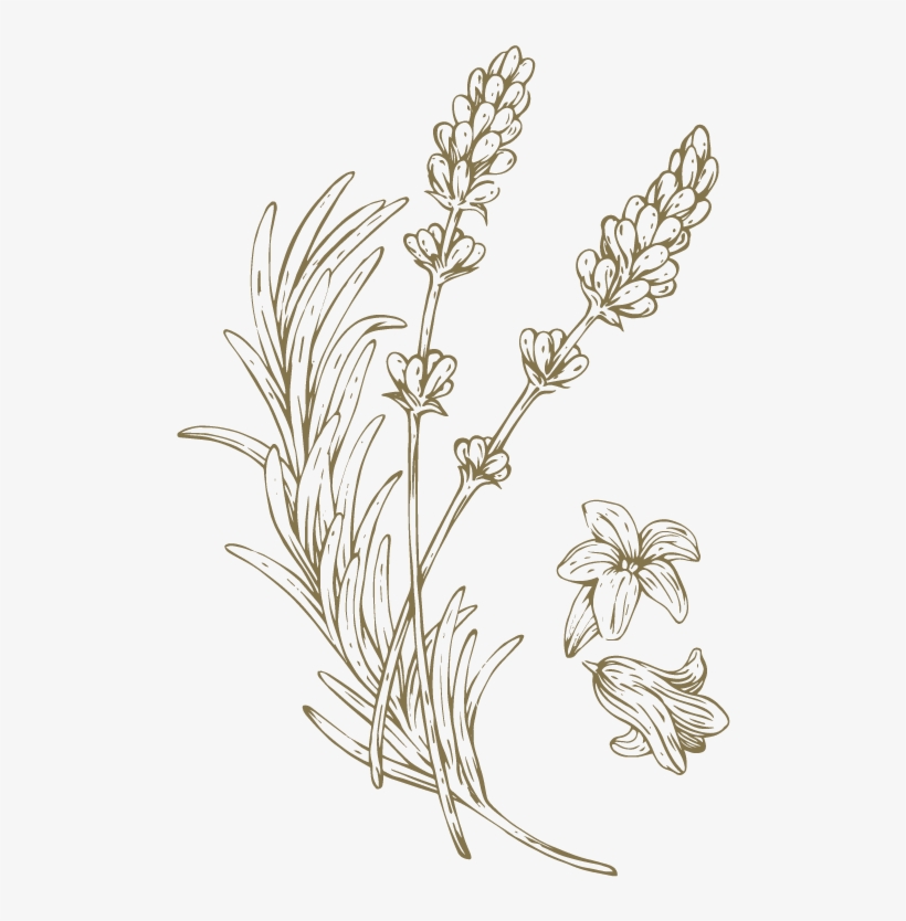 Known For Its Soothing Properties In Bringing About - Monkshood, transparent png #4112616