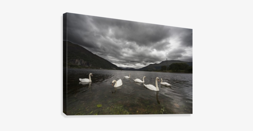 Swans Swimming In The Shallow Water Of Loch Etive Under - Posterazzi Swans Swimming In The Shallow Water Otland, transparent png #4112890