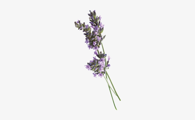 Aroma & More Lavender Pure Essential Oil 100% Certified, transparent png #4112919