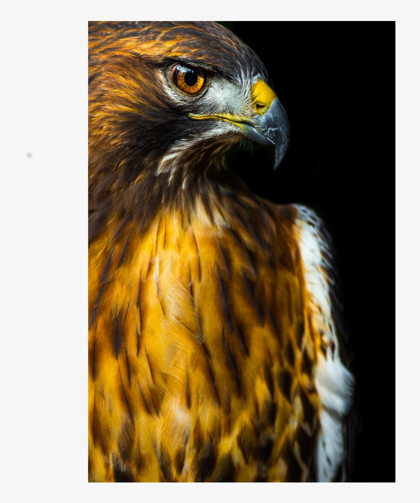 Red-tailed Hawk, transparent png #4113050