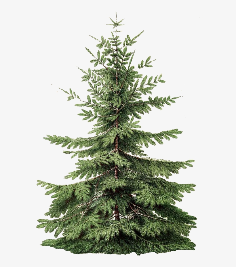 Un Arbol Para Tus Imagenes Navideñas En Estilo Vintage - Society6 Tree Two Iphone & Ipod Skin - Iphone 6, transparent png #4113210