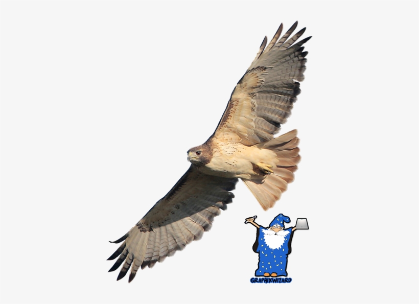 Red-tailed Hawk - Iron-on, transparent png #4113228