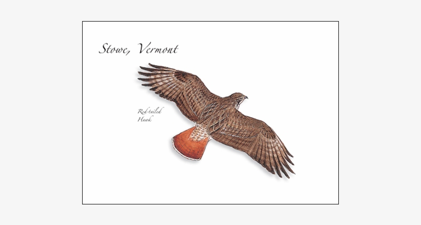 Red-tailed Hawk - Buzzard, transparent png #4113309