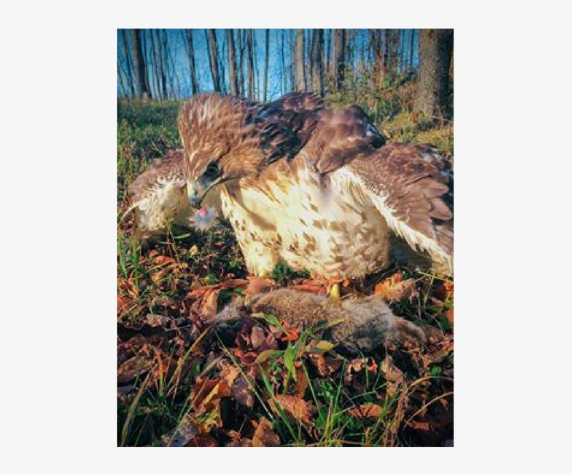 The Ancient Sport - Red-tailed Hawk, transparent png #4113463