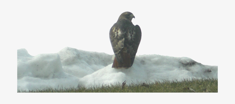 Red-tailed Hawk Named Flipper - Red-tailed Hawk, transparent png #4113501