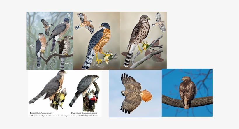 Left To Right, Top To Bottom - Chicken Hawk Bird, transparent png #4113617