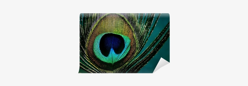 Peacock Feather Png Eye Of A Peacock Feather Vinyl - Eye Of A Peacock, transparent png #4113876