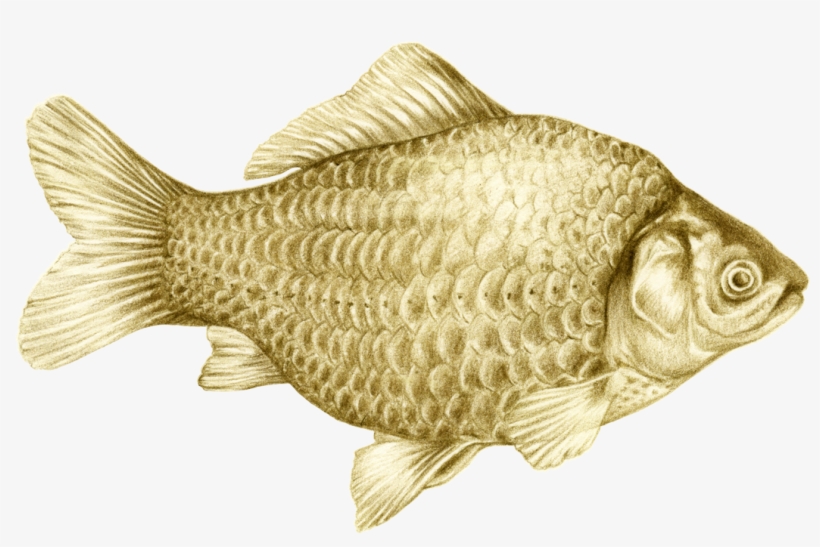 Fish Illustration, Colored Pencil Illustration - Goldfish, transparent png #4114112
