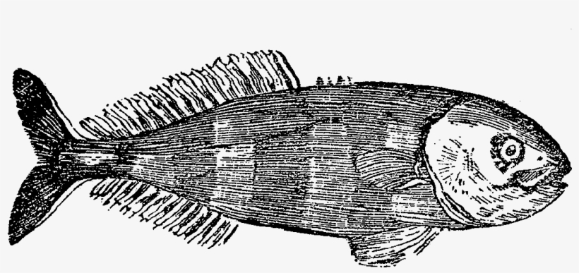 Digital Fishing Clip Art Downloads - Sketch, transparent png #4114234