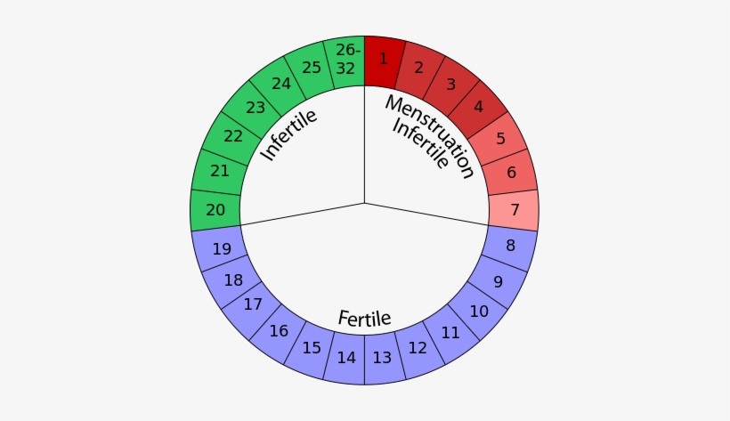 The Arizona Fertility, Ovulation, And Pregnancy Calendar - Ovulation Period, transparent png #4114519