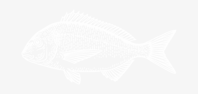 Fish Illustration - Illustration, transparent png #4114587