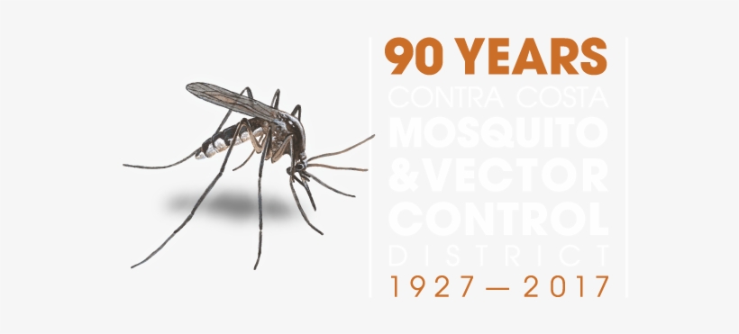 Mosquito, transparent png #4114640