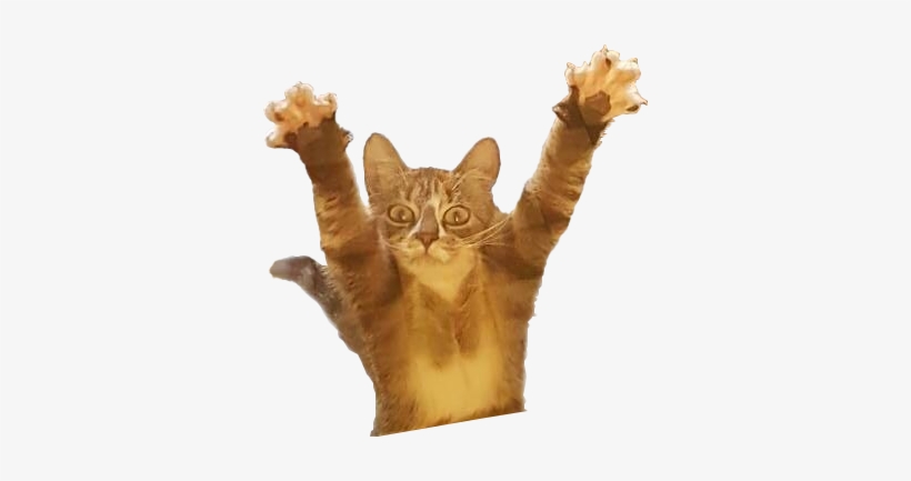 I Say This To My Cats When They Lay Down And Raise - Surprised Cat Transparent Background, transparent png #4114922