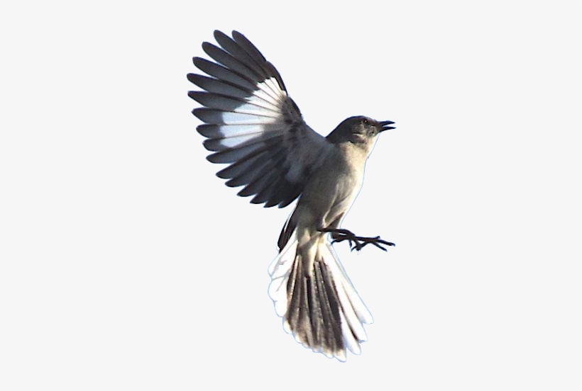 When The Dead Buries The Dead - Mockingbird Dead, transparent png #4114943