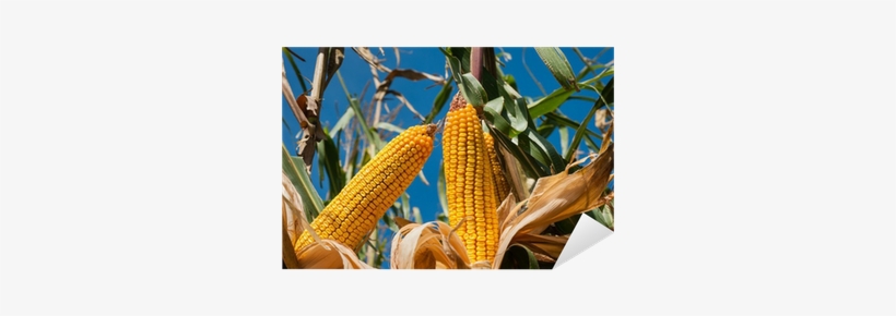 Corn Field Sticker • Pixers® • We Live To Change - Maize, transparent png #4115066