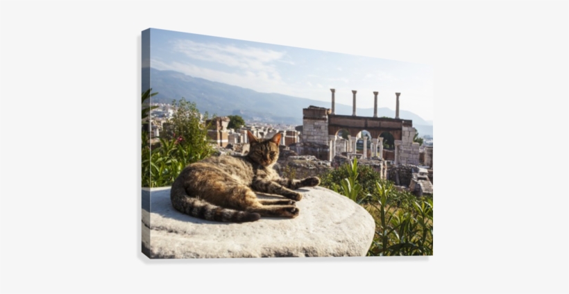 A Cat Lays In The Sun On A Rock At The Ruins Of Saint - Printscapes Wall Art: 36" X 24" Canvas Print With Black, transparent png #4115205