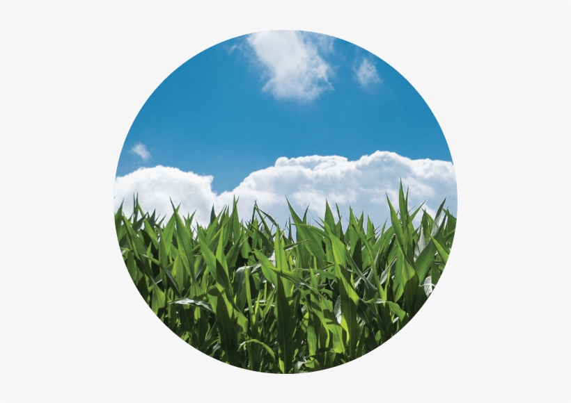 Burial & Cremation Options - Journal Pages - Blue Sky Green Grass(unruled): 6 X, transparent png #4115366