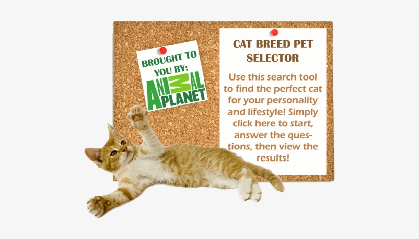 Cat Breed Pet Selector - Animal Planet, transparent png #4115518