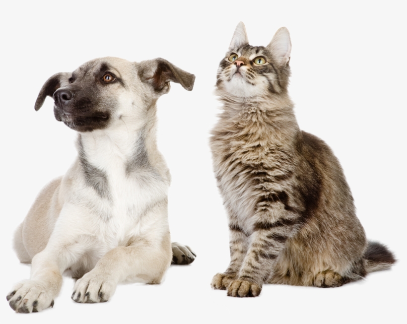 Follow Us On Facebook To Keep Up To Date With Our Latest - Pet, transparent png #4116030