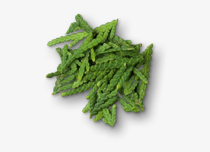 Cypress - Golden Samphire, transparent png #4116374