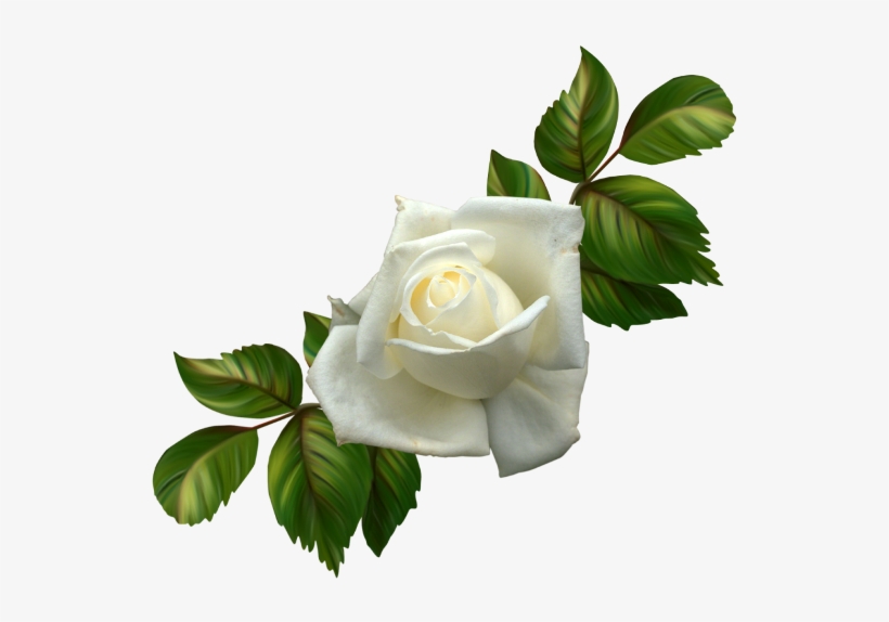 Rosa Blanca Png - Gif Hermosos De Te Amo Mi Amor, transparent png #4116505